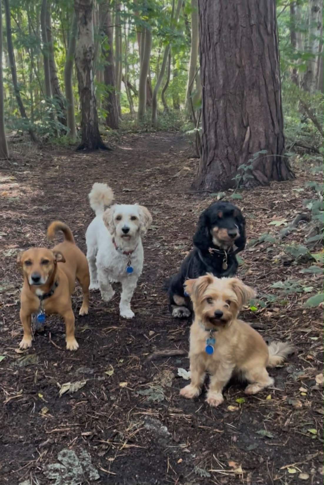 Four dogs enjoying a small group walk in the woods