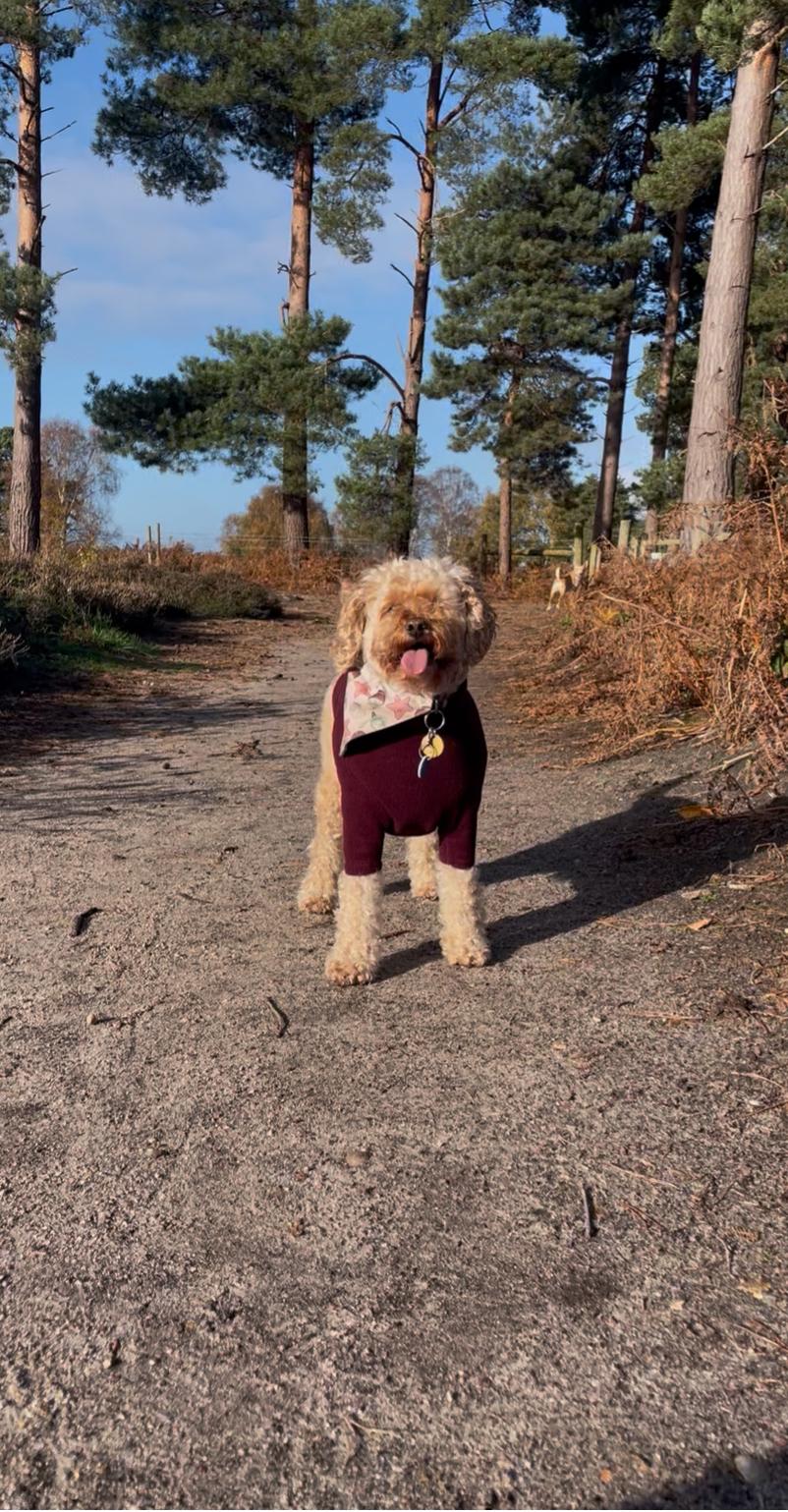 Curly-haired dog in a burgundy coat on a sunny woodland path
