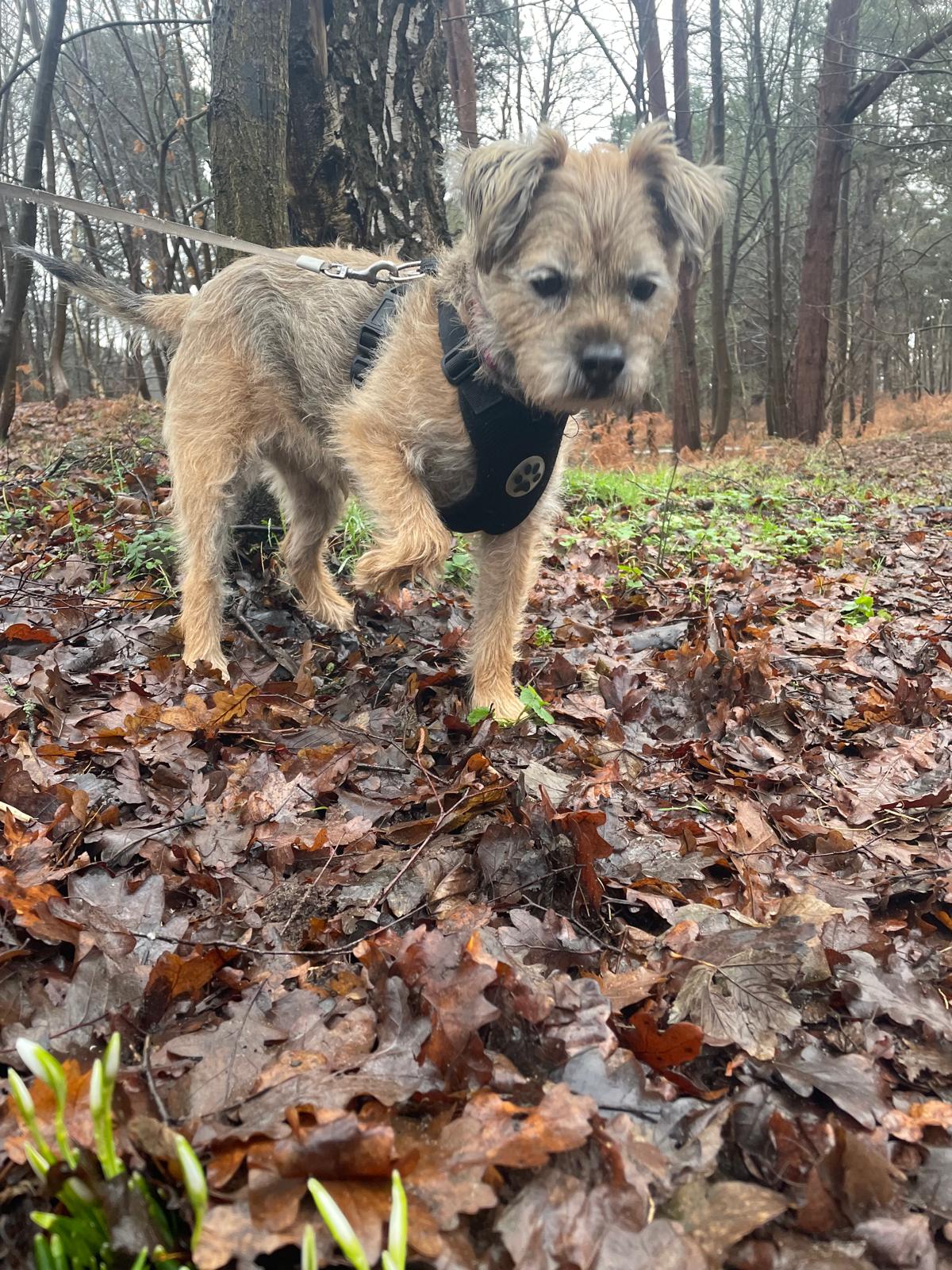 Terrier wearing a harness among autumn leaves in the woods